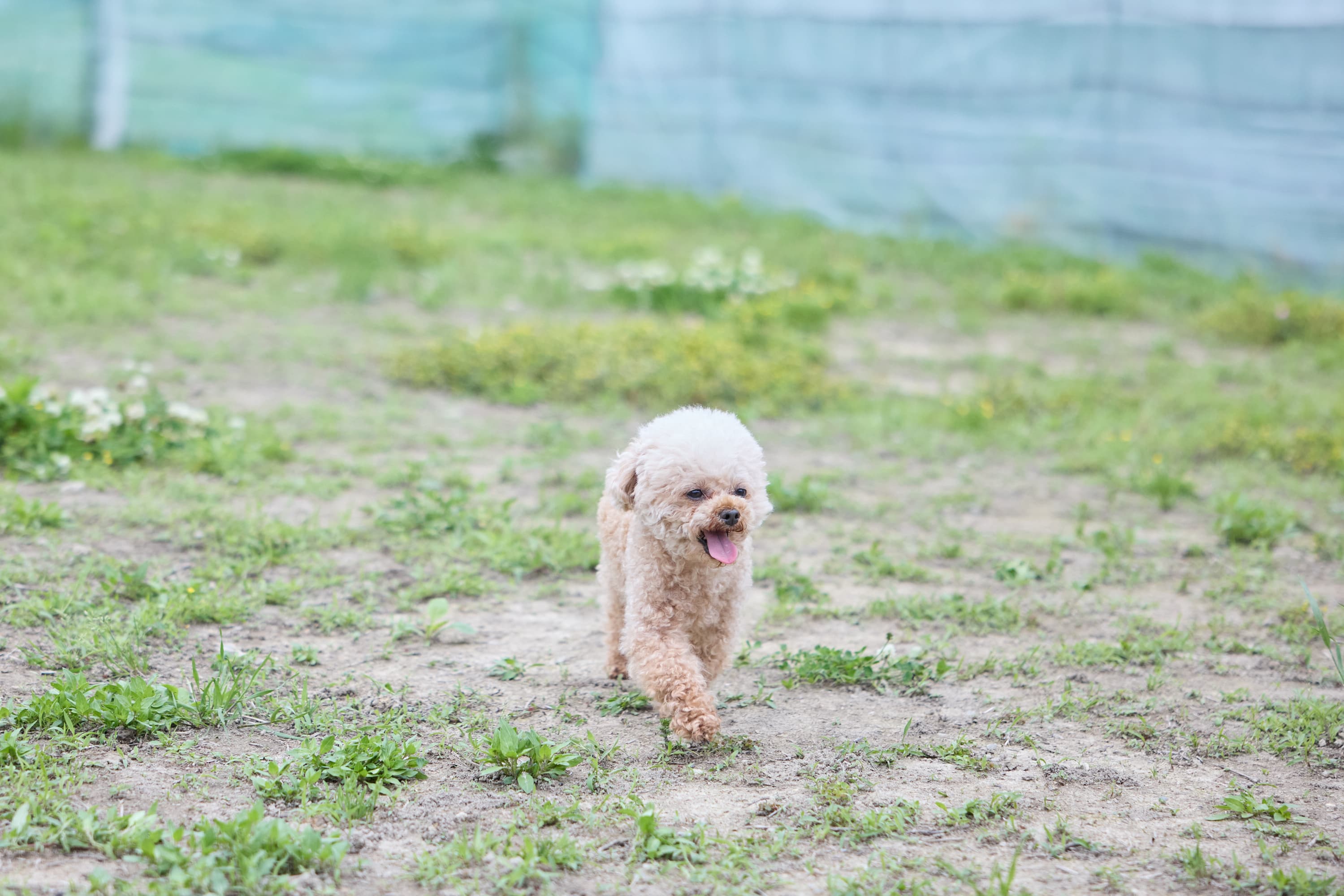 ドッグランで遊ぶワンちゃんと飼い主さん