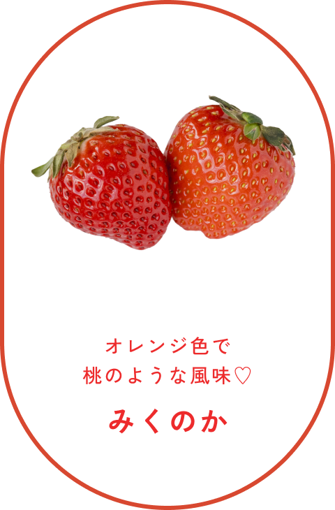 みくのか